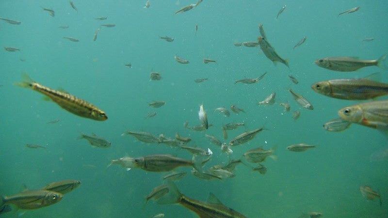 Una Canyon Paradise Bihać Kültér fotó